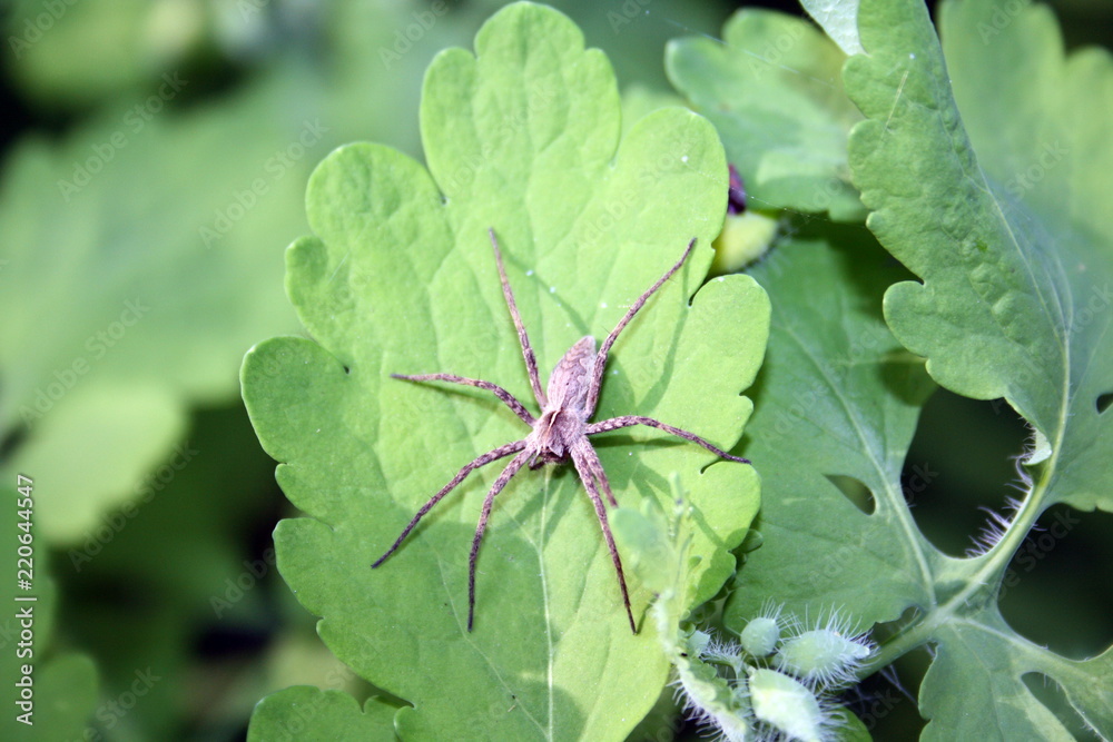 Female spider (pisaura mirabilis) on a green leaf Female spider (pisaura mirabilis) on a green leaf