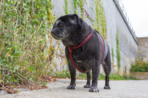 pug german mops name adelheid photo