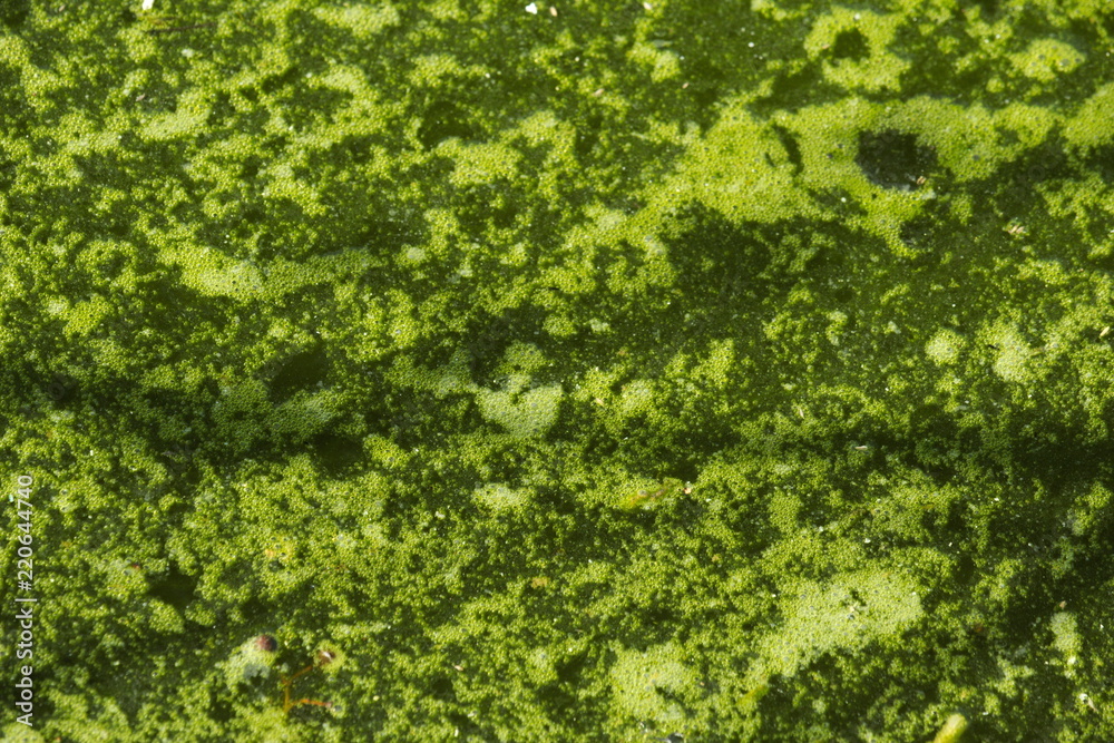 Green water in the swamp. Green of swamp texture. Green water in the swamp. Green of swamp texture.