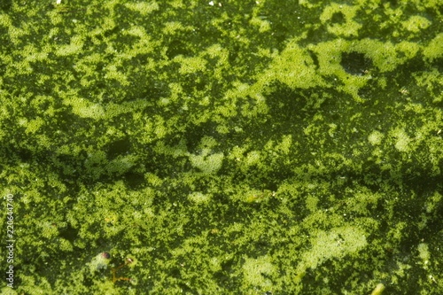 Green water in the swamp. Green of swamp texture.