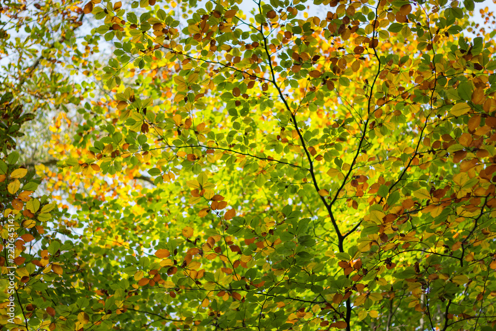Turning leaves in a forest in autumn
