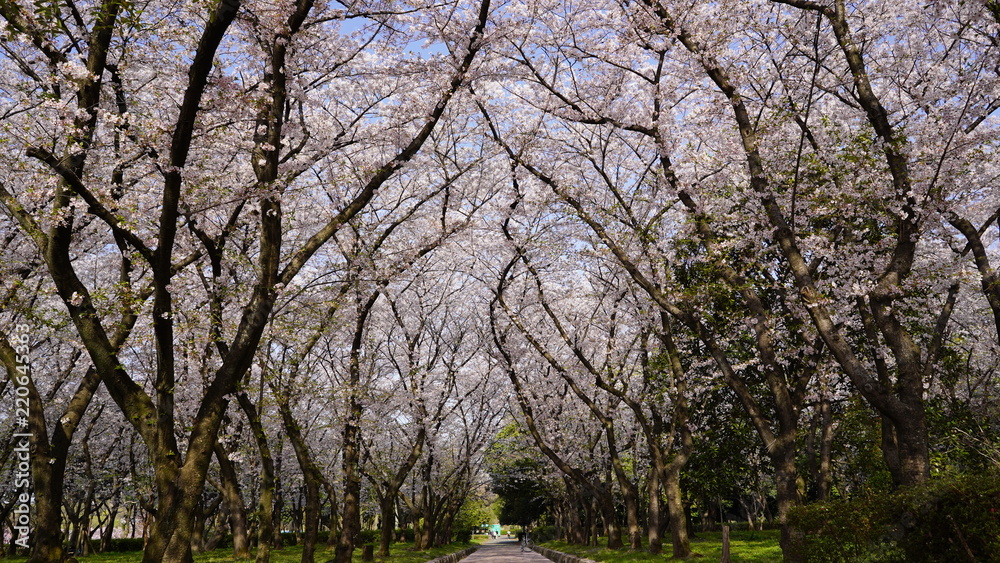 庄内通公園　桜2018