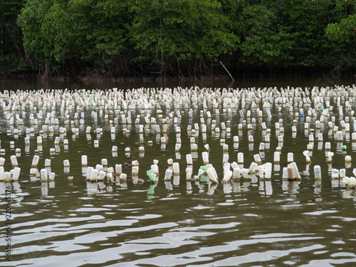 Oyster farm by hanging with plastic bottle, Kung Krabean Bay, Thailand
