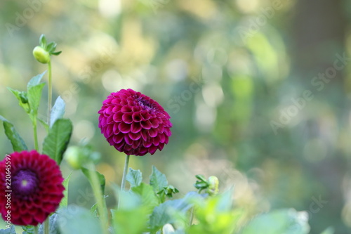 Fototapeta Naklejka Na Ścianę i Meble -  dahlia