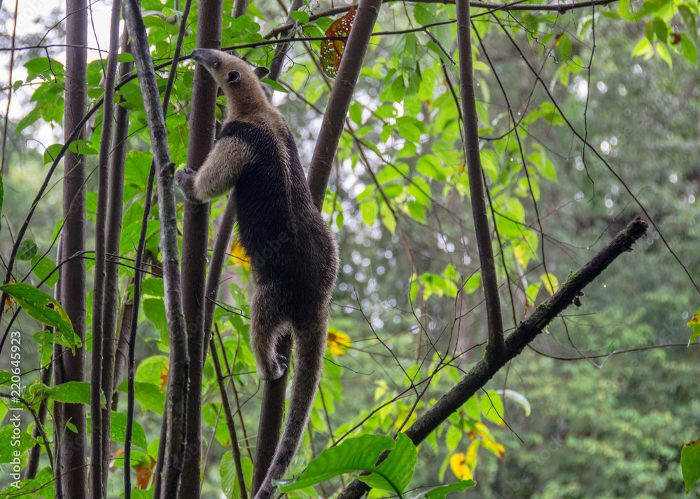 Naklejka premium Ameisenbär