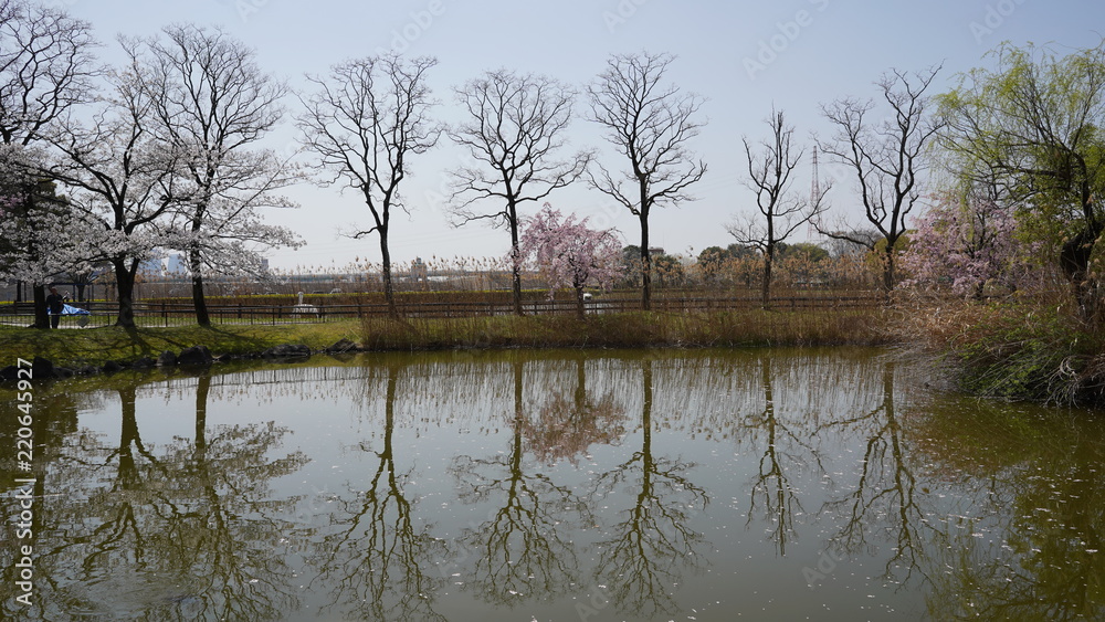 池と桜 池と桜