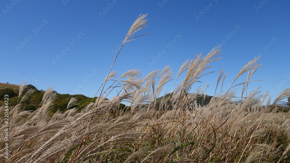 Obraz premium 霧ヶ峰高原 すすき