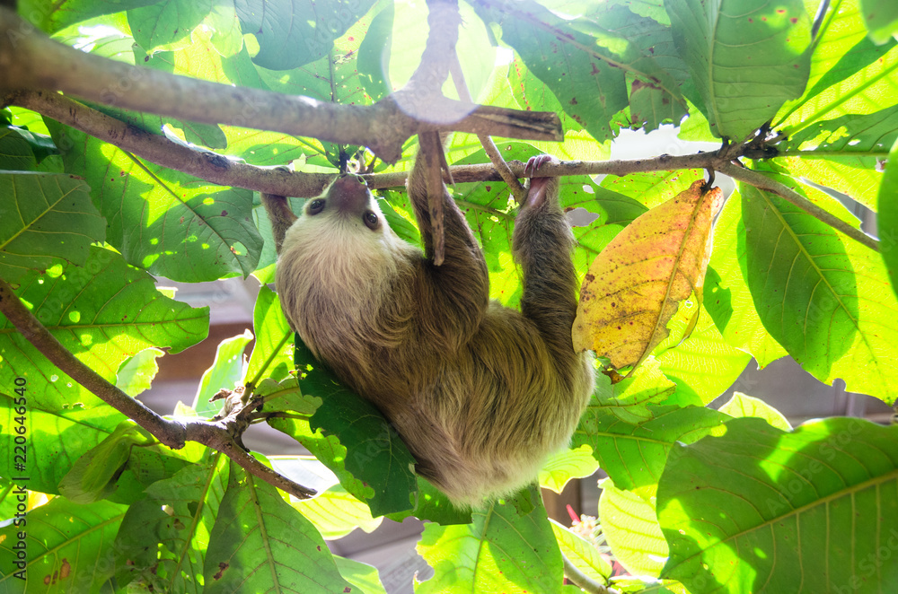 Fototapeta premium Dreifingerfaultier Faultier