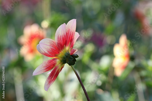 Fototapeta Naklejka Na Ścianę i Meble -  dahlia