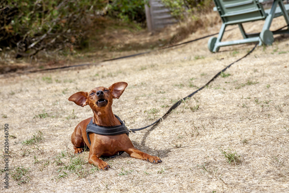 Young brown Miniature Pinscher on dry grass Young brown Miniature Pinscher on dry grass