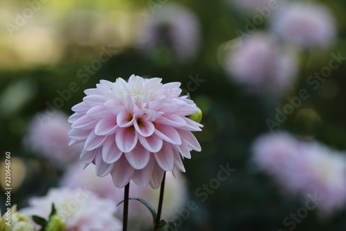 Fototapeta Naklejka Na Ścianę i Meble -  dahlia
