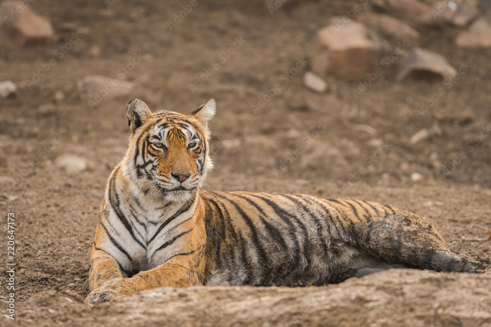 Obraz premium A beautiful tigress of ranthambore national park, India