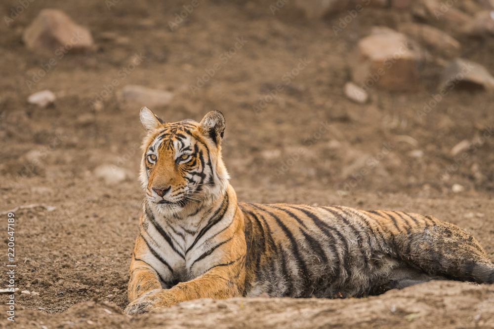 Obraz premium A beautiful tigress of ranthambore national park, India