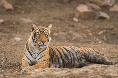 A beautiful tigress of ranthambore national park, India