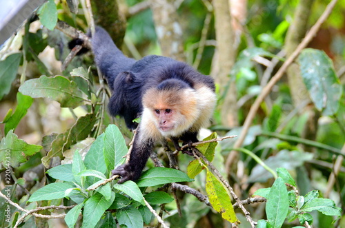 White-headed capuchin monke photo