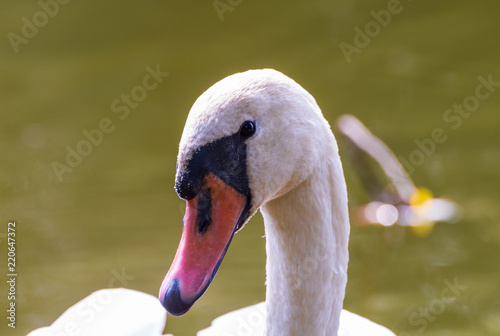 Swans on the river, Senica, Belarus photo