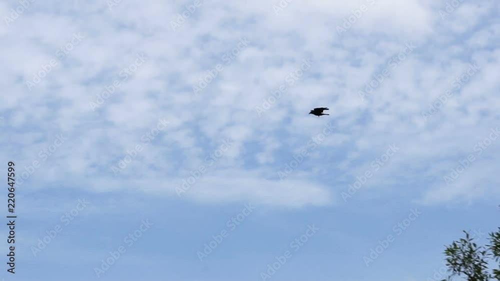 Crow flying on cloudy sky in slow motion
Crow flying on cloudy sky in slow motion