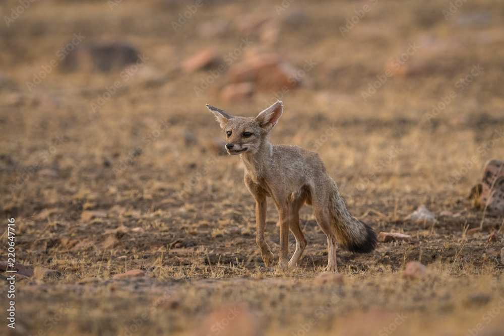A fox pup  Vulpes bengalensis at Ranthambore National Park