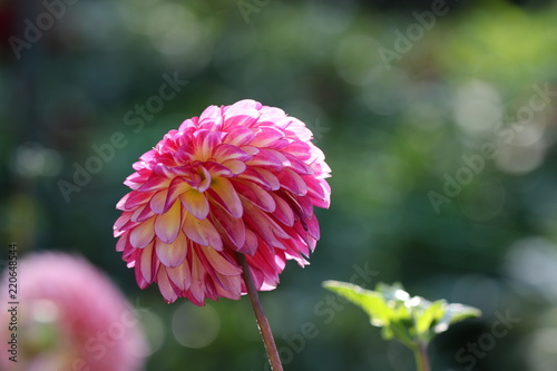 Fototapeta Naklejka Na Ścianę i Meble -  dahlia