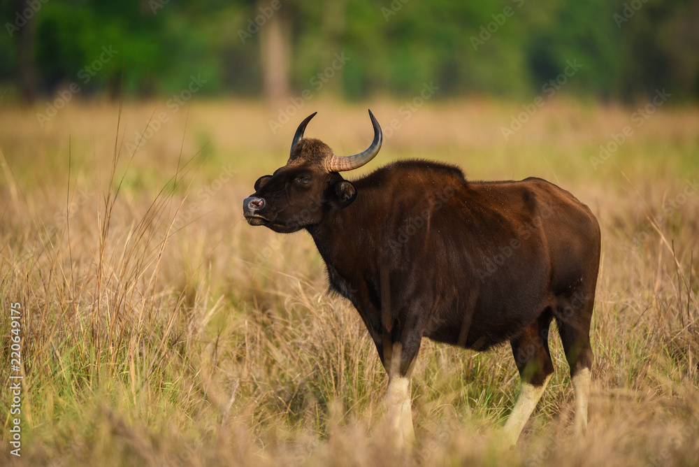 Indian Bison or Gaur, Kanha National Park, India Indian Bison or Gaur, Kanha National Park, India