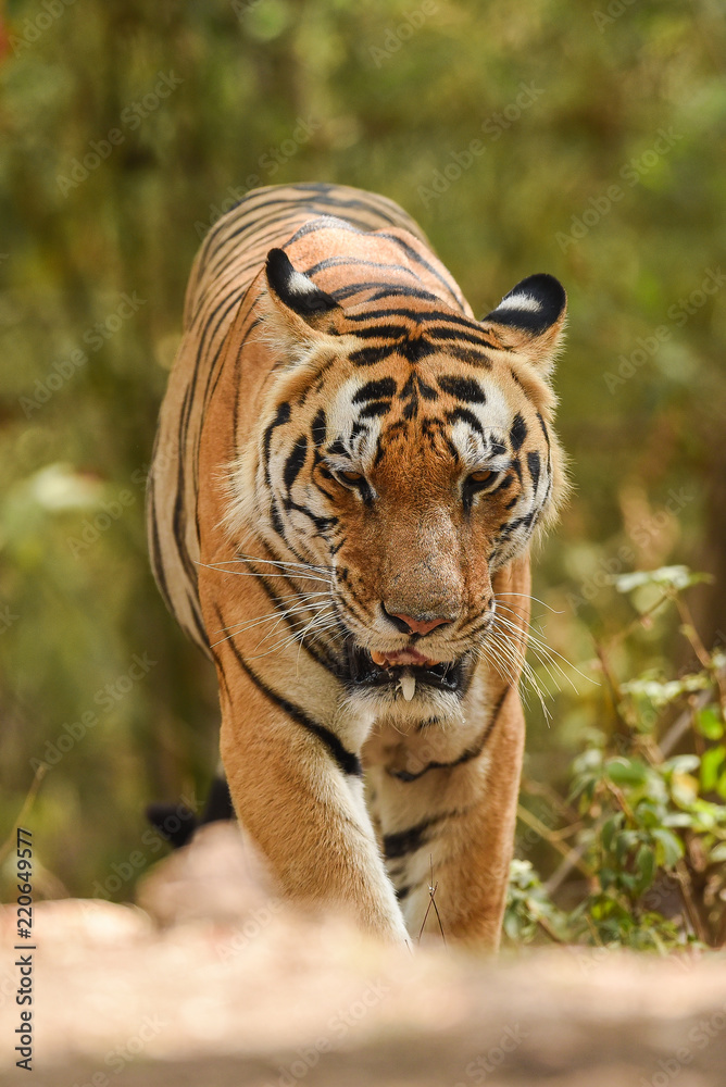 Fototapeta premium A male tiger on territory marking in morning safari at kanha tiger reserve