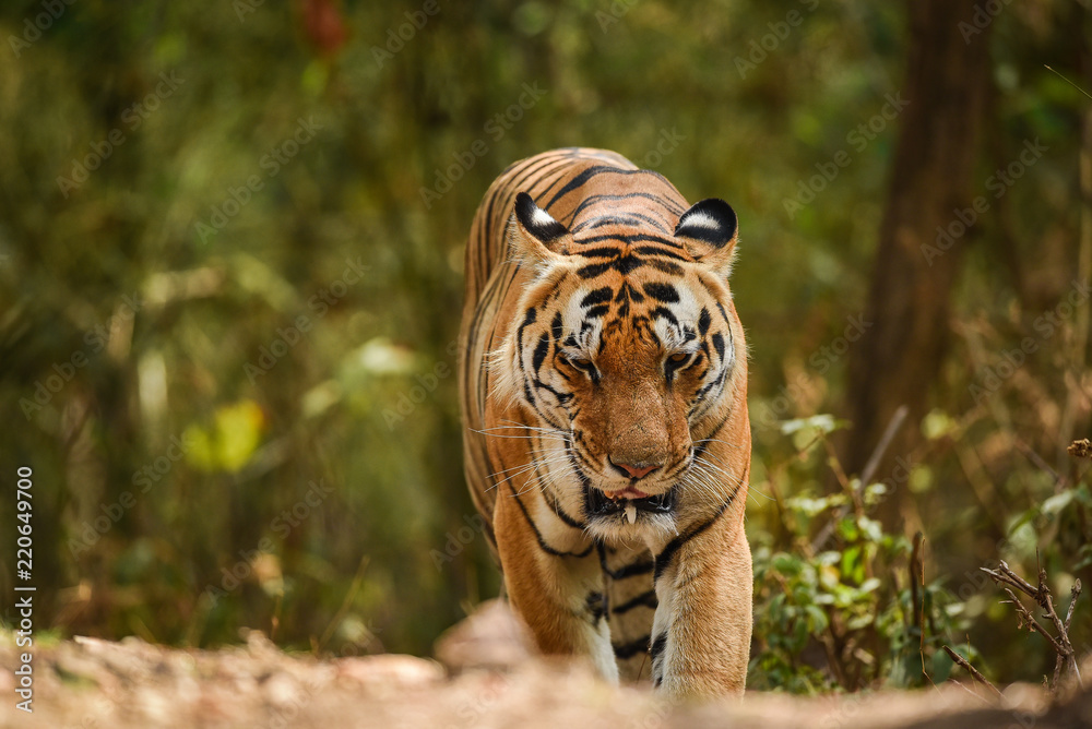 A wild and famous male tiger of kanha national park, India coming towards our vehicle A wild and famous male tiger of kanha national park, India coming towards our vehicle