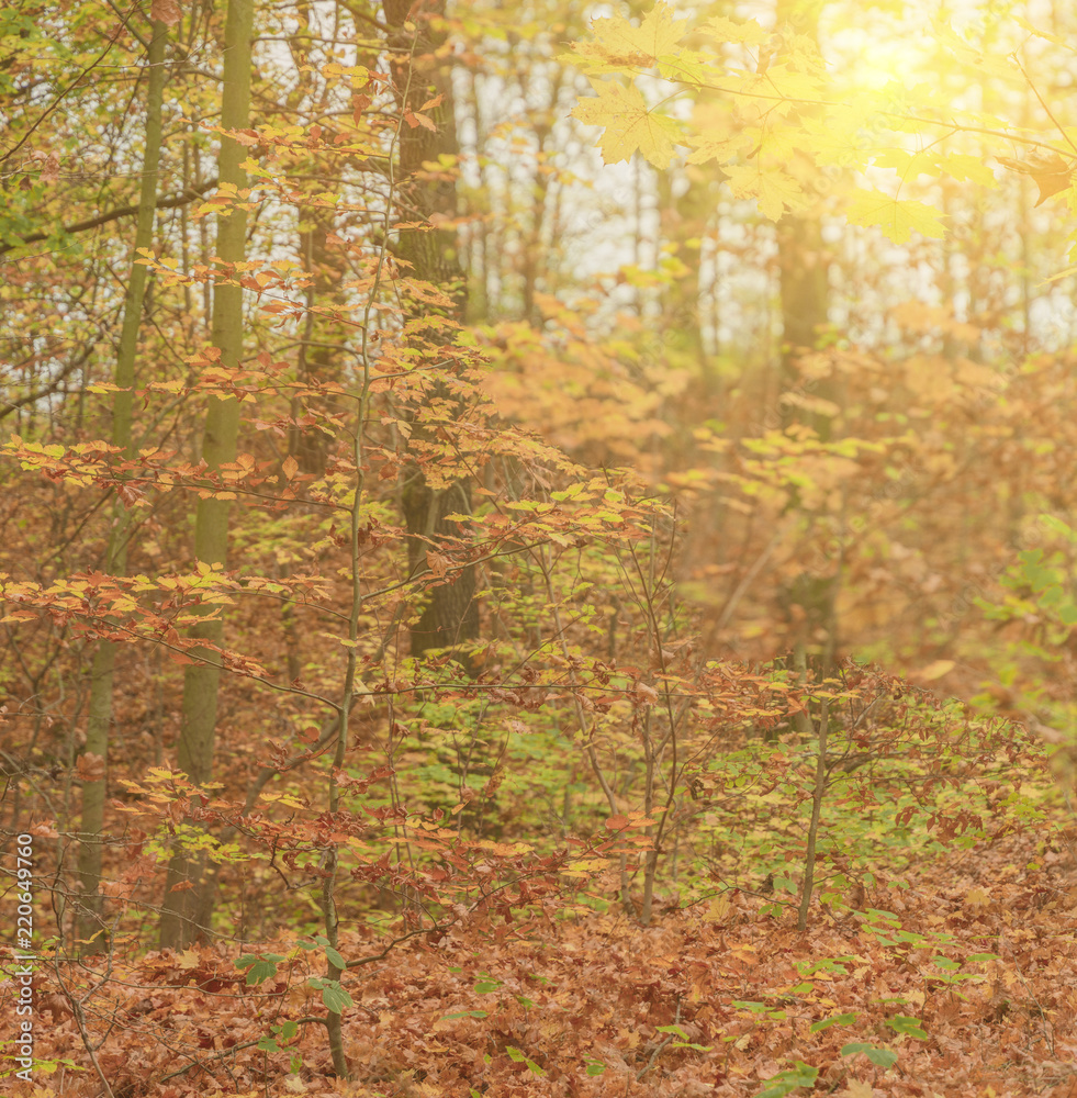 Herbstwald, goldener Herbst, Landschaft, quadratisch
Herbstwald, goldener Herbst, Landschaft, quadratisch