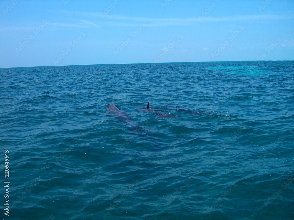 dolphin fin in the azure caribbean sea view from a boat, a group of wild dolphins in the carribean sea