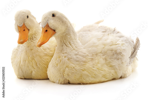 Two white ducks.