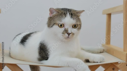 Low angle close up face of white Scottish fold cat feeling curious and nervous when seen something interesting.