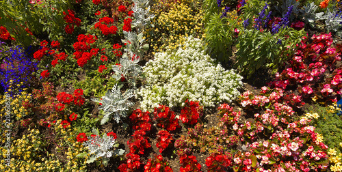 Detailed view of a garden with various flowers of various colors