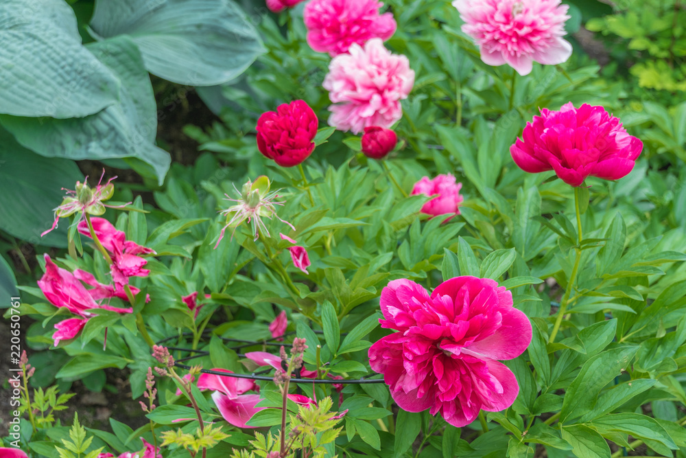 Bush with pink flowers near the road. Closeup view. Nature and village concept
