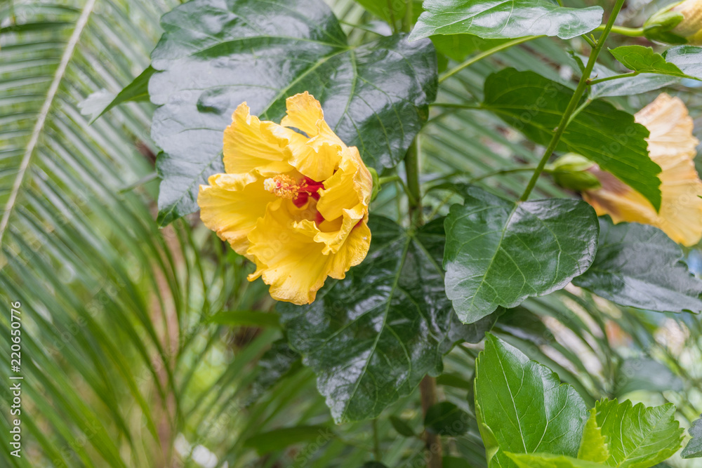Greenhouse with yellow flowers. Closeup view. Nature and village concept. Growing plants at greenhouse Greenhouse with yellow flowers. Closeup view. Nature and village concept. Growing plants at greenhouse
