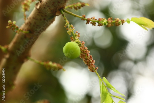 a star gooseberry fruit photo