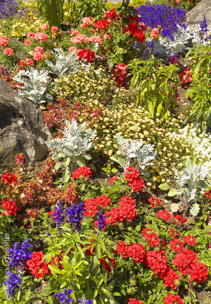 Detailed view of a garden with various flowers of various colors