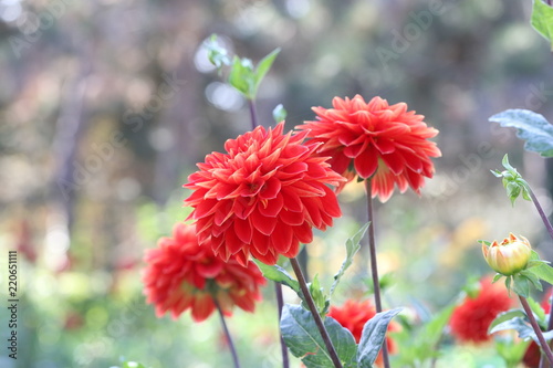 Fototapeta Naklejka Na Ścianę i Meble -  dahlia