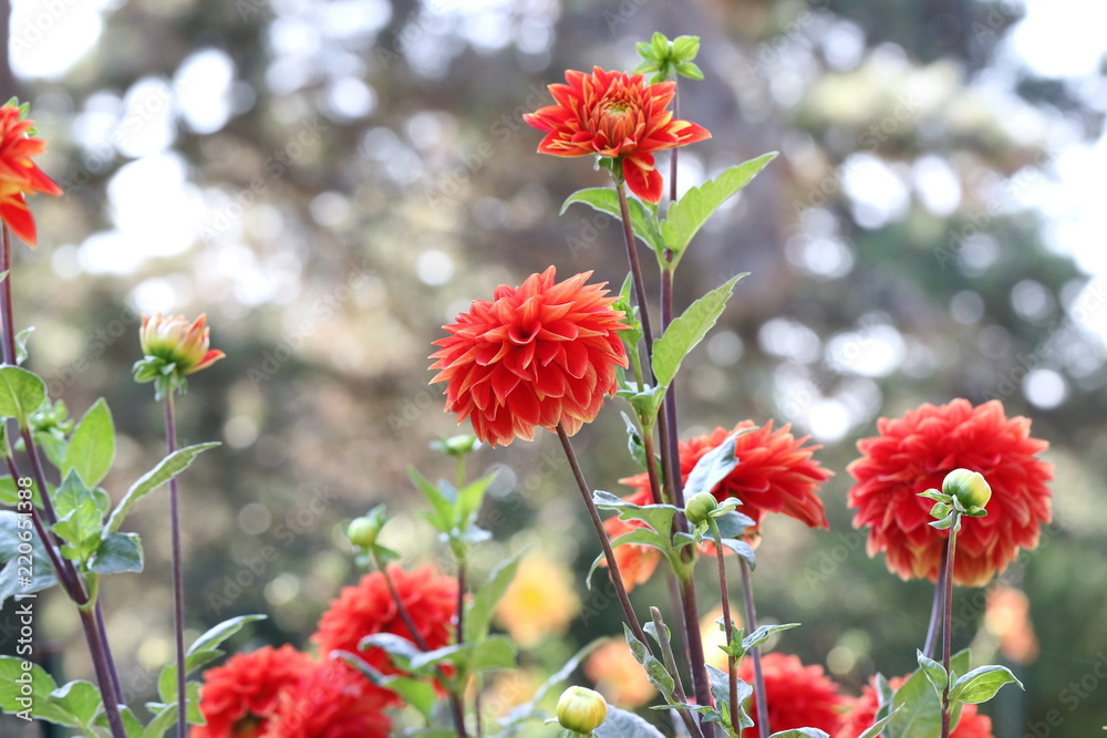dahlia dahlia