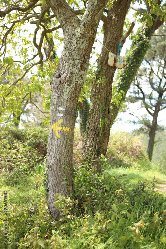 gelber Pfeil am Camino del Norte mit Beginn in Irun Stock Photo | Adobe
