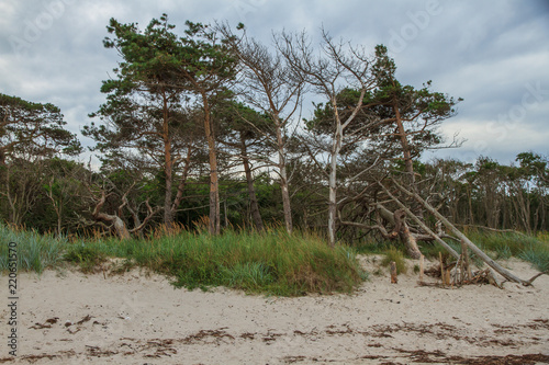Bäume an Sanddüne / Strand