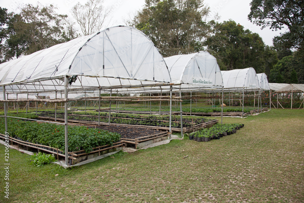 Fototapeta premium Strawberry Greenhouse