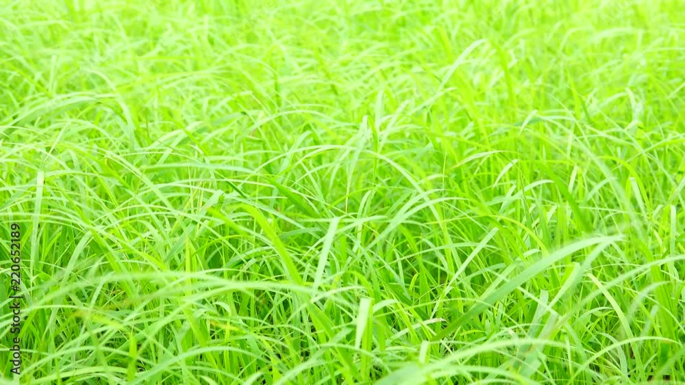 4K Winds of green grass nature background. 4K Winds of green grass nature background.