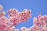 桜　春　素材