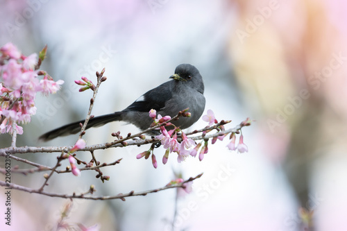 Beautiful bird in black and white plumage..Black sibia bird with long tailed perching on cherry blossom pink flowers in highland forest,natural blurred background. photo