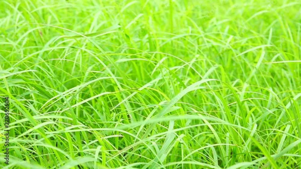 HD 1080p super slow winds of green grass nature HD 1080p super slow winds of green grass nature
