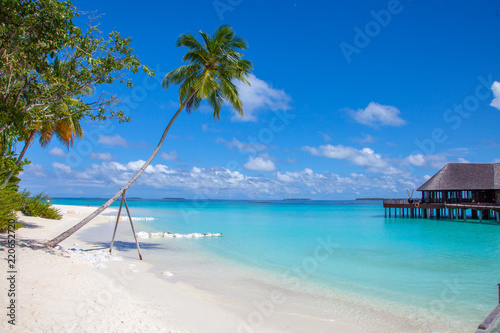 Maldives Coconut Tree