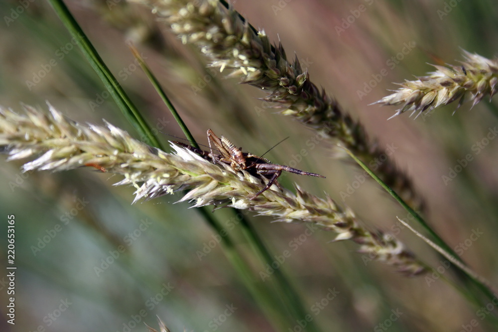 A spider (araneus diadematus) caught a grasshopper to eat A spider (araneus diadematus) caught a grasshopper to eat