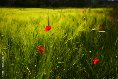 Fototapeta Naklejka Na Ścianę i Meble -  Field of bright red corn poppy flowers in summer