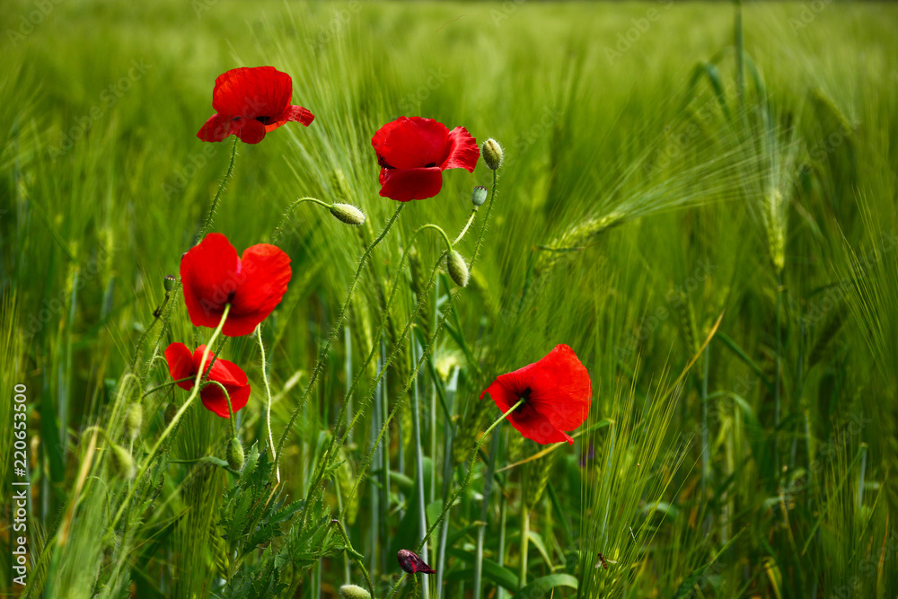 Fototapeta premium Poppy - Red Poppy Flower - red corn poppy flowers 