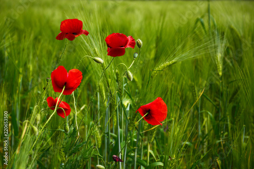 Fototapeta Naklejka Na Ścianę i Meble -  Poppy - Red Poppy Flower - red corn poppy flowers
