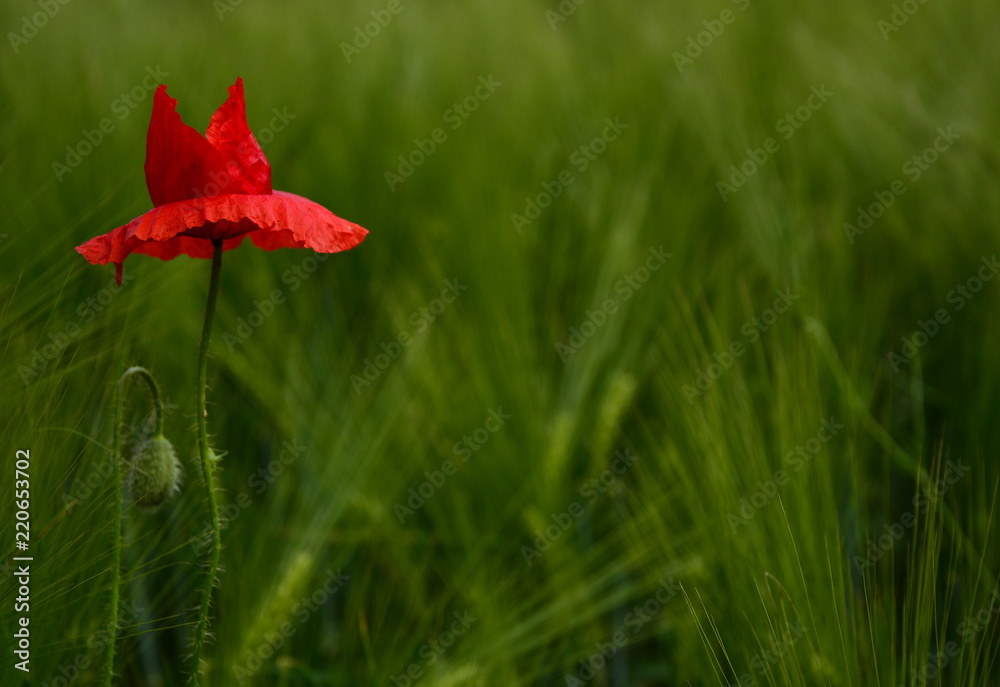 Fototapeta premium Poppy - Red Poppy Flower - red corn poppy flowers 